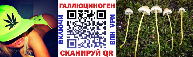 Псилоцибиновые грибы Psilocybine cubensis  Макаров 